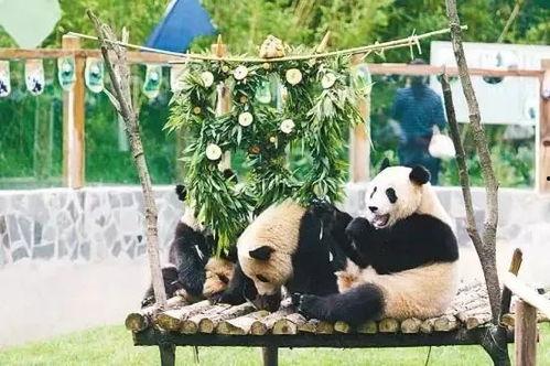 央视爆料昆明动物园视频,动物生活状况引关注  第3张